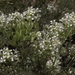 Lepidium fremontii - Photo (c) Jim Morefield, μερικά δικαιώματα διατηρούνται (CC BY)