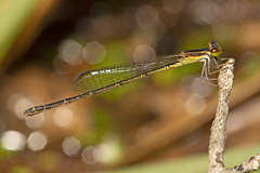 Agriocnemis rubricauda