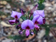 Gompholobium confertum