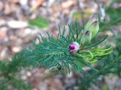 Gompholobium confertum