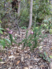 Gompholobium confertum