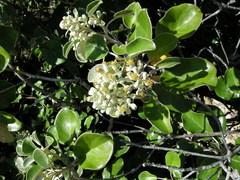 Brachyglottis rotundifolia