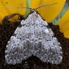 Dyspyralis puncticosta