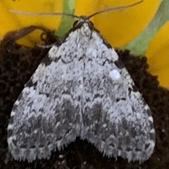 Dyspyralis puncticosta