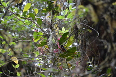 Conirostrum sitticolor