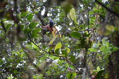 Conirostrum sitticolor