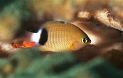 Plectroglyphidodon dickii