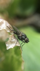 Anthomyiidae