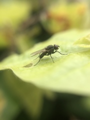 Anthomyiidae