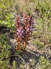 Orobanche coerulescens
