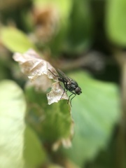 Anthomyiidae