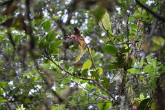 Conirostrum sitticolor