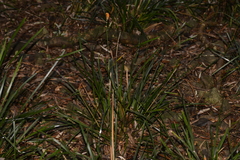 Lomandra spicata