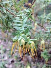 Darwinia citriodora