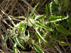 Urtica perconfusa