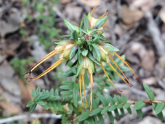 Darwinia citriodora