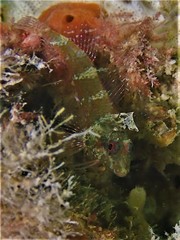 Enneapterygius larsonae