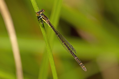 Agriocnemis rubricauda
