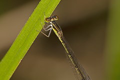 Agriocnemis rubricauda