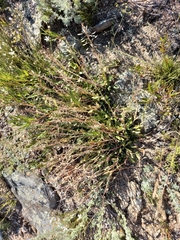 Noccaea cochleariformis