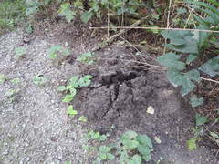 Scalopus aquaticus machrinus