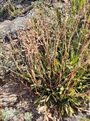 Noccaea cochleariformis