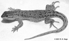 Liolaemus ruibali