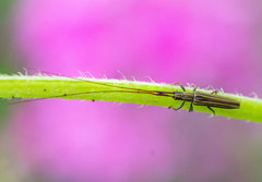 Hippopsis lemniscata