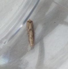 Blastobasis adustella