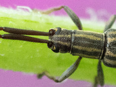 Hippopsis lemniscata