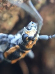 Enoploderes vitticollis