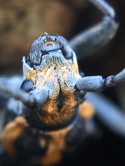 Enoploderes vitticollis