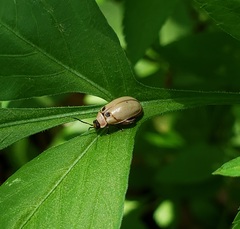 Alagoasa bipunctata