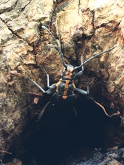 Enoploderes vitticollis