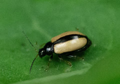 Phyllotreta armoraciae