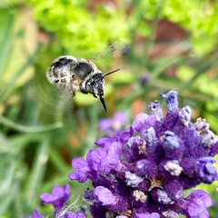 Anthophora quadrimaculata
