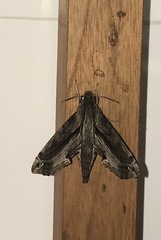 Eupanacra