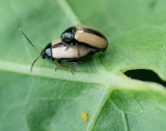 Phyllotreta armoraciae