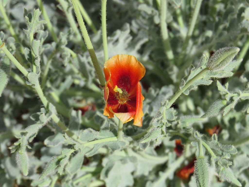 Glaucium arabicum