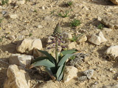 Muscari longipes
