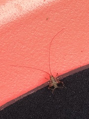 Tachycines asynamorus