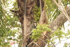Cercopithecus neglectus