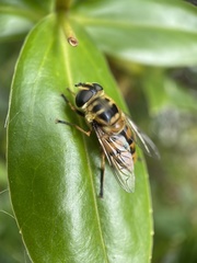 Myathropa florea