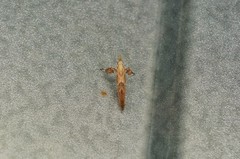 Caloptilia obliquatella