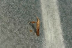 Caloptilia obliquatella