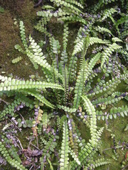 Blechnum blechnoides
