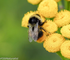 Bombus sichelii