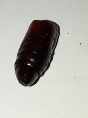 Spodoptera cosmioides