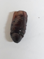 Spodoptera cosmioides