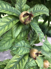 Crataegus germanica